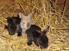 Junge Teddyzwergkaninchen suchen ab dem 22. Januar 2022 neues Zuhause