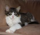 Maine Coon Katerchen in black-tabby-mc. -white