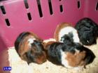 Gebe 4 Cuybabys Hybriden Keine Vielzehen. mit ABST