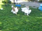 Colliewelpen American Line mit Papieren