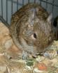Degu zu vergeben