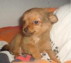 Chihuahua Welpen LH 2 Rüden 1 Hündin
