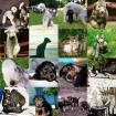 Bedlington -Terrier Welpen Fotos Rasseinfo von den Schattentänzern