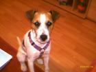 Parson Russel Terrier zu Verkaufen