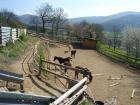 Mitreiterin Reitbeteiligung gesucht