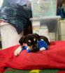 Edda sucht ein passendes Zuhause
