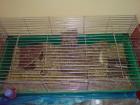 2 vier Monate alte Meerschweinchen mit großen Käfig und Zubehör in liebevolle