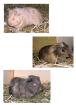 Meerschweinchenbabies weiblich abzugeben
