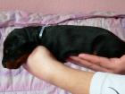 Dobermannwelpen