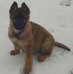 Deutsche Schäferhund Welpen m. P.
