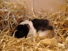 Zwei Not Meerschweinchen suchen neues zu Hause