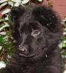 Altdeutsche Schäferhundwelpen schwarz