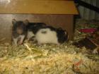 6 Wochenalte Rattenbabys abzugeben