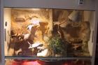 2 Bartagamen 3 Jahre alt mit Terrarium