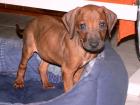 Wunderschöne reinrassige Rhodesian Ridgeback Welpen - Rüden