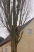 Baumkletterer fällt ihren Baum