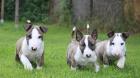 Wunderschöne Reinrassige Miniature Bull-Terrier