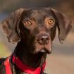 CHOCO - Deutsch Kurzhaar - 7 Jahre - Tierhilfe-Franken e. V.