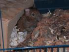 2 Degu - männchen abzugeben Kreis RT