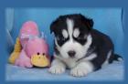 Husky Welpen 150