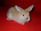 Kleines Hasenbaby sucht neues zu Hause