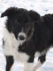 Border Collie Reinrassig