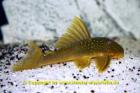 L200 Green Pleco WF
