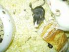 Rattenbabys suchen neues Zuhause