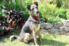 HARDY - liebenswerter Schäfer-Mix - 3 Jahre - Tierhilfe-Franken e. V.