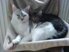 Katzenpärchen Kater 6J und Katze 2 5J abzugeben WOHNUNGSKATZEN