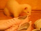 Ein Albino Frettchen Rüde zu verkaufen