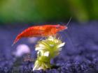 Red Cherry / Fire Garnelen