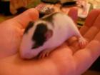 6 Wunderhübsche Rattenkinder im alter von ca. 5 wochen in sehr liebevolle hände