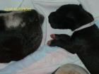 Deutsche Doggen Welpen