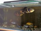 Aquarium 500l kompett mit Fischbesatz zu verkaufen zwei Zusatzbecken
