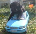 Wurfankündigung süße Labrador Welpen