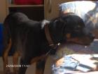 Rottweilerhündin 9 Monate zu verkaufen