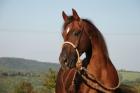 Quarter Horse Deckhengst