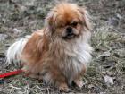 Lolo ein Pekingese