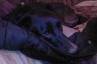 Labrador Mischling