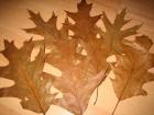 Herbstlaub Laub Erlenzapfen