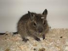 Blaue Degu Jungtiere