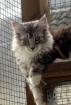 Maine Coon Girls aus langjähriger verantwortungsvoller Hobbyzucht abgabebereit