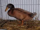 Orpingtonenten in gelb Bruteier und Küken günstig