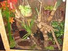 Großes Regenwald Troppen Terrarium VB 146cm x 131cm x 54cm HxBxT