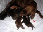 Labrador-Retriever Welpen Aus Hobyzucht. Kanadische mutter. Der Vater ist Deuitsch