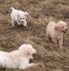 Golden Retriever Welpen m. P.