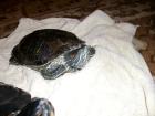 Wasserschildkröten DRINGEND abzugeben