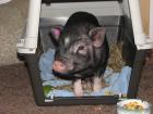 Minischweinchen Hubert 4 Mon. sucht neues Zuhause