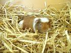 Bei mir sucht ein 4 Monate junges Meerschweinchenmädchen ein neues zu Hause